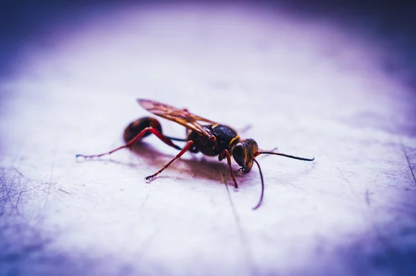 Avispa Madera Siricidae Symphyta Sobre Una Superficie Lisa Con Antenas —  Fotos de Stock