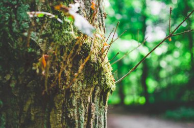 Parlak renkli mantarlı bir ağacın gövdesi ve dalı