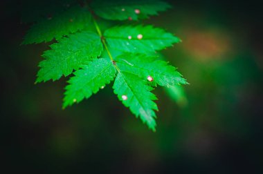 Bir makro kadar yeşil eğreltiotu