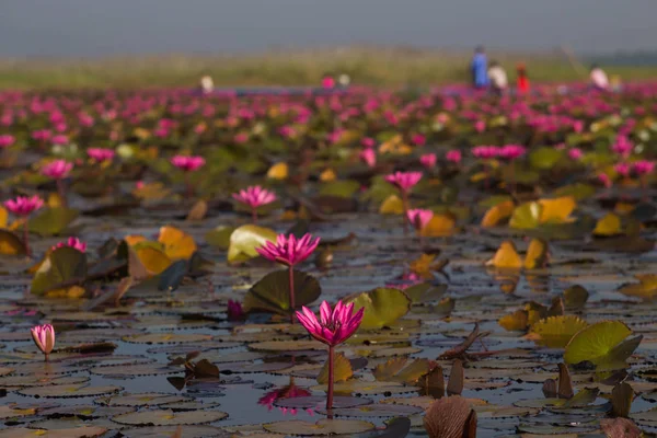 Lótus Rosa Lagoa — Fotografia de Stock