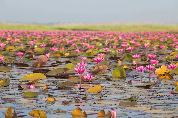 Lótus Rosa Lagoa — Fotografia de Stock