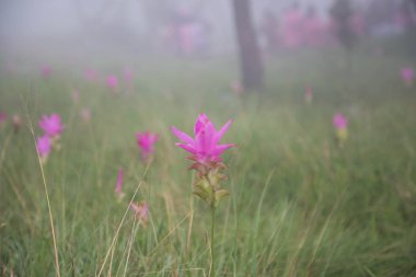 Tayland kuzeydoğusunda yer alan konumlar.