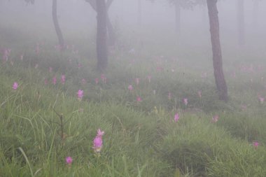 Tayland kuzeydoğusunda yer alan konumlar.