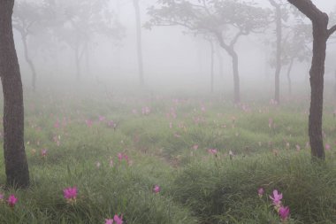 Tayland kuzeydoğusunda yer alan konumlar.