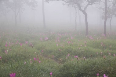 Tayland kuzeydoğusunda yer alan konumlar.