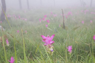 Tayland kuzeydoğusunda yer alan konumlar.