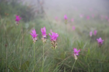 Tayland kuzeydoğusunda yer alan konumlar.