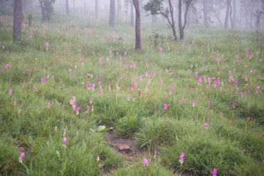 Tayland kuzeydoğusunda yer alan konumlar.