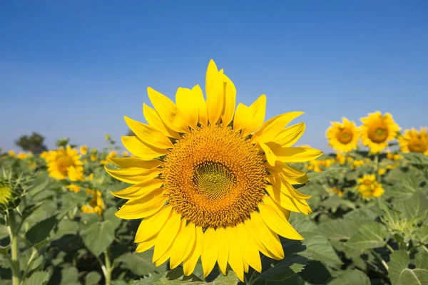 Ayçiçeği bahçede açık havada.