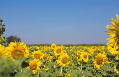 Ayçiçeği bahçede açık havada.