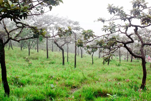 Árbol Bosque —  Fotos de Stock