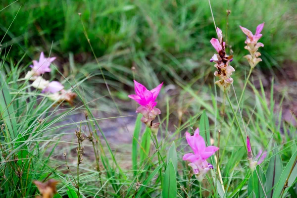 Siam lale olarak filed.