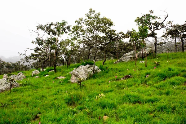 Arbre Sur Forêt — Photo