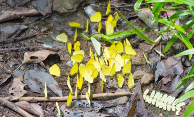 Şelalenin yakınındaki sarı kelebek sürüsü.