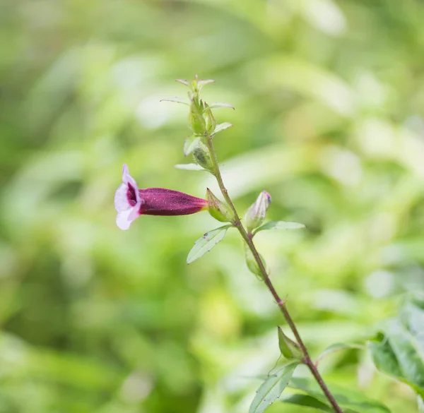 Fleur Violette Près Cascade — Photo