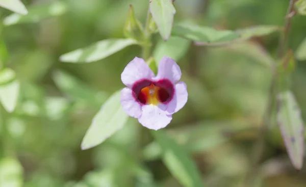 Fleur Violette Près Cascade — Photo