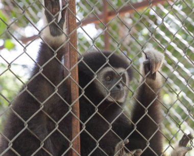 Gibbons bir kafes içinde hapse atıldı.