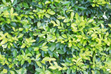 Parktaki yeşil çalılar.