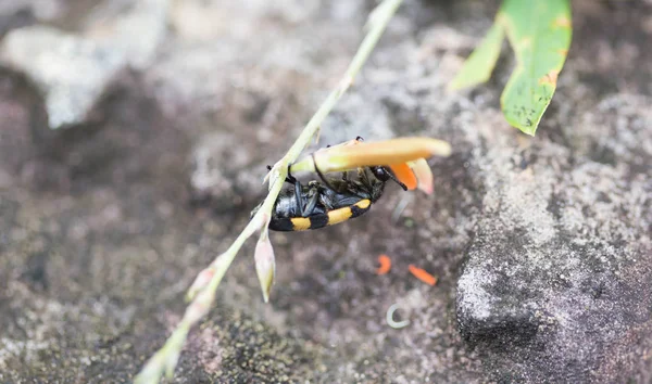 Escarabajo Comiendo Flores Polen Cerca Cascada — Foto de Stock