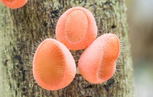 Mushrooms Grow Trees Forest — Stock Photo, Image