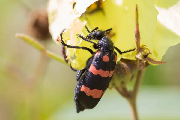 Scarabei Che Nutrono Fiori Gialli — Foto Stock