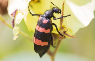 Böcekler üzerinde sarı çiçekler besleme.