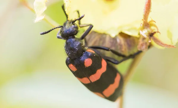 Escarabajos Alimentándose Flores Amarillas —  Fotos de Stock