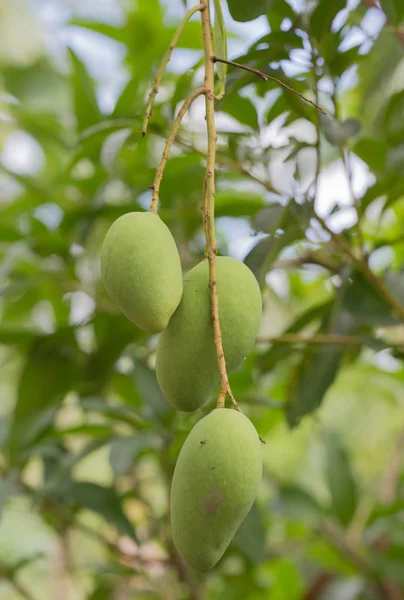 Mangos crudos — Foto de Stock