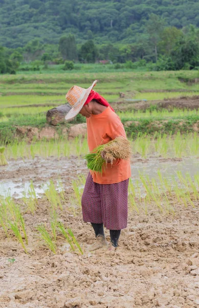 Agricultor Tailandia —  Fotos de Stock