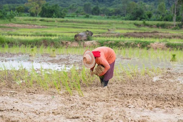 Agricultor Tailandia —  Fotos de Stock