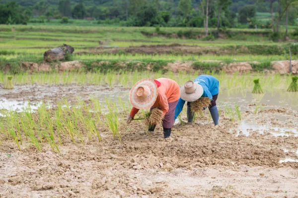 Agricultor Tailandia —  Fotos de Stock