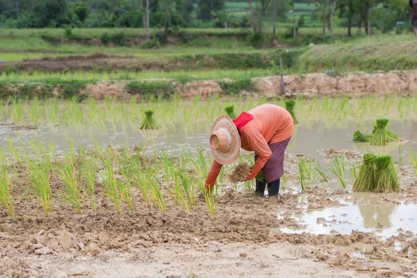 Agricultor Tailandia —  Fotos de Stock