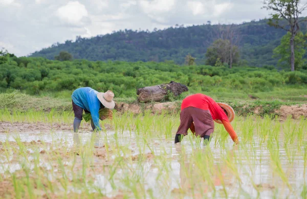 Agricultor tailandês — Fotografia de Stock