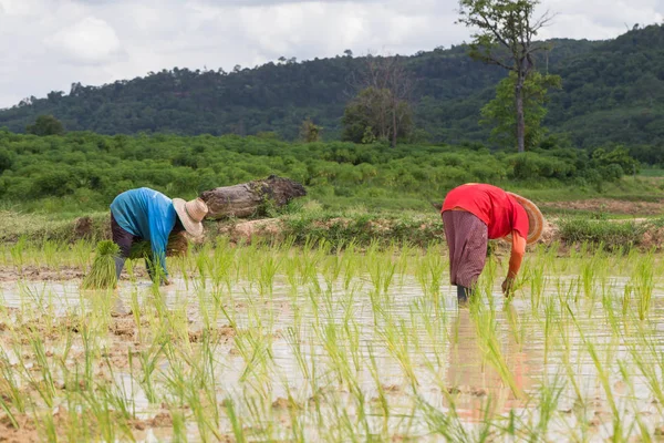 Agricultor Tailandia —  Fotos de Stock