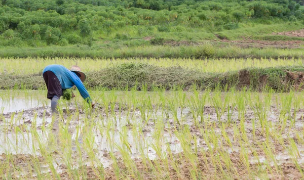 Agricultor Tailandia —  Fotos de Stock