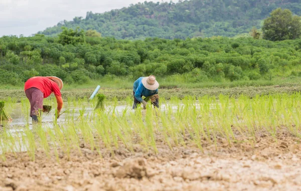 Agricultor Tailandia —  Fotos de Stock