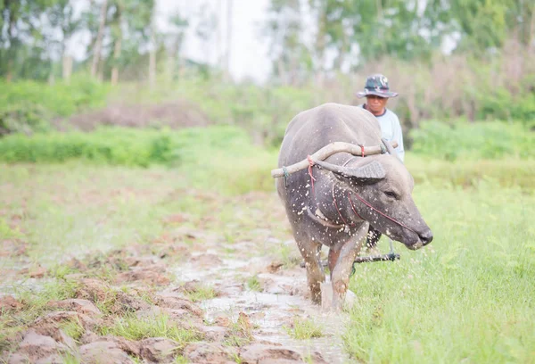 Thailändska bonde — Stockfoto
