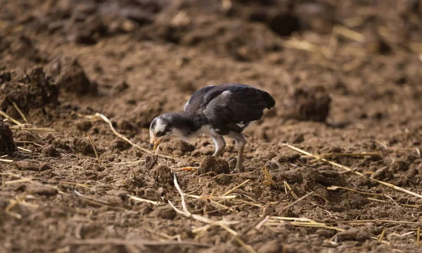 Thailand Chicken — Stock Photo, Image