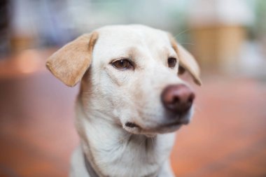 Köpek.