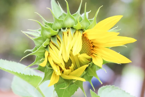 Blume — Stockfoto