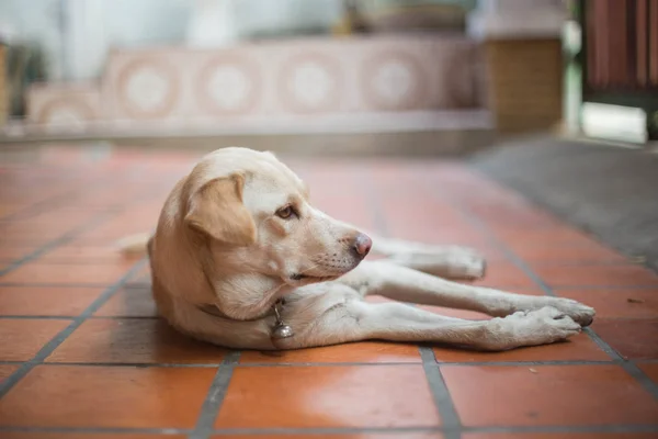 Dog — Stock Photo, Image