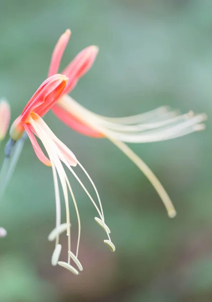 Flor — Foto de Stock