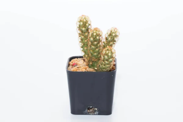 Kaktus Auf Weißem Hintergrund — Stockfoto