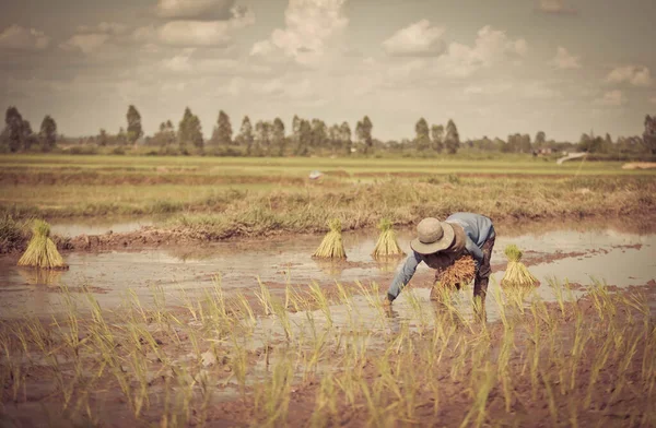 Agricultor Está Plantando Arroz Campos Arroz —  Fotos de Stock