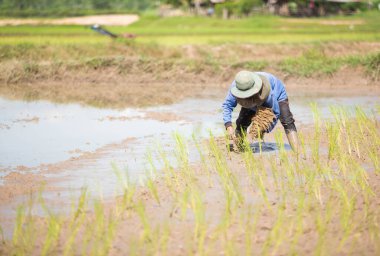 Çiftçi pirinç tarlalarına pirinç ekiyor..