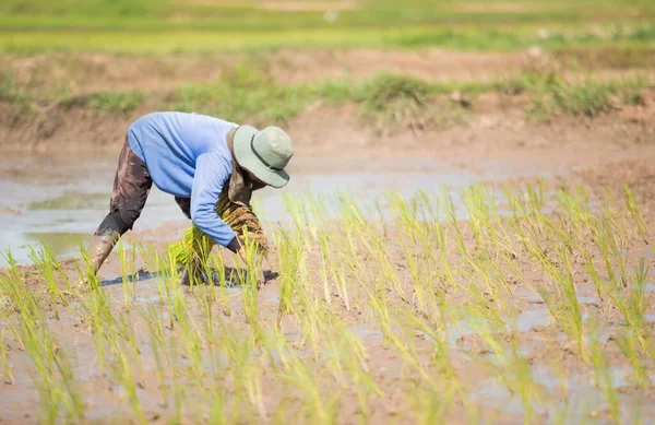 Agricultor Está Plantando Arroz Campos Arroz Fotos De Bancos De Imagens