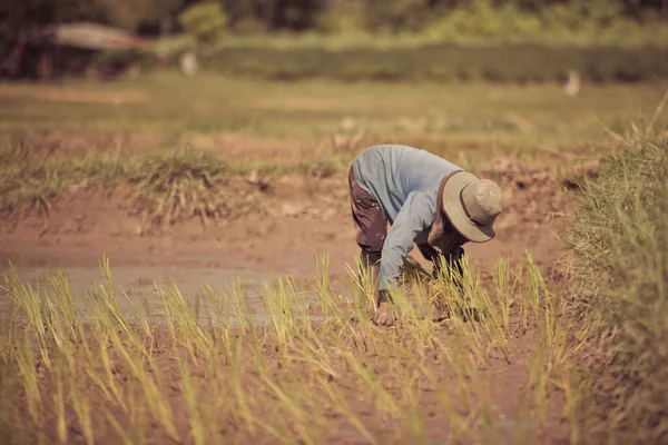 Agriculteur Plante Riz Dans Des Rizières — Photo