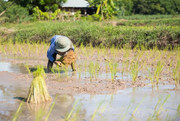 Agricultor Está Plantando Arroz Campos Arroz —  Fotos de Stock