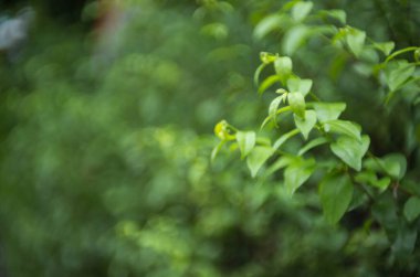 Wrightia Reliosa Benth, çitin yanında..