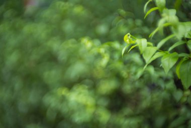 Wrightia Reliosa Benth, çitin yanında..